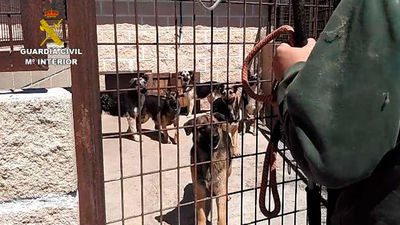 La Guardia Civil interviene una instalación con 59 perros en pésimas condiciones higiénico-sanitarias