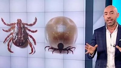 Garrapatas con fiebre hemorrágica en Madrid