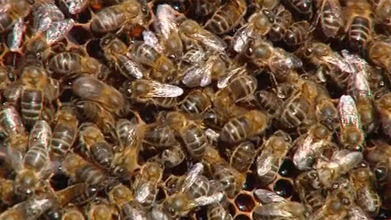 Invasión de abejas, ¿Qué hago?