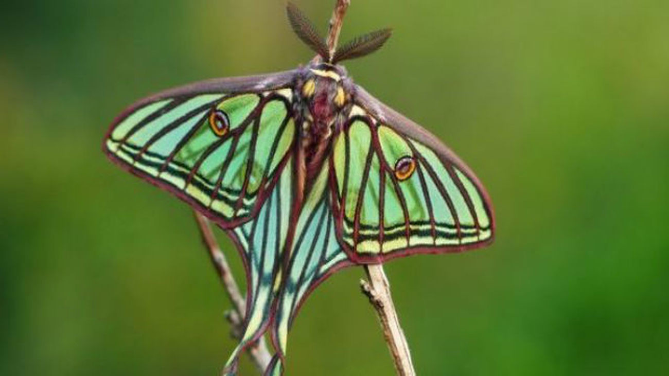 Científicos avanzan en el conocimiento sobre la coloración de las mariposas