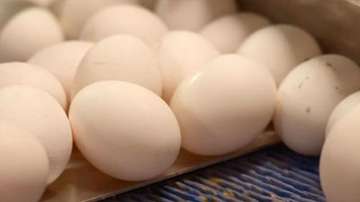 Los huevos, protagonistas en D Origen Madrid