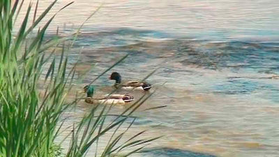 El rio Manzanares a su paso por la capital cada vez tiene un aspecto más natural
