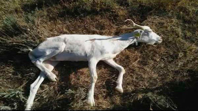 66 ganaderos afectados por ataques  de lobos recibirán ayudas de la Comunidad