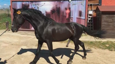 Así es la inseminación artificial en equinos