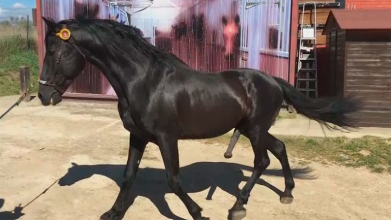 Así es la inseminación artificial en equinos