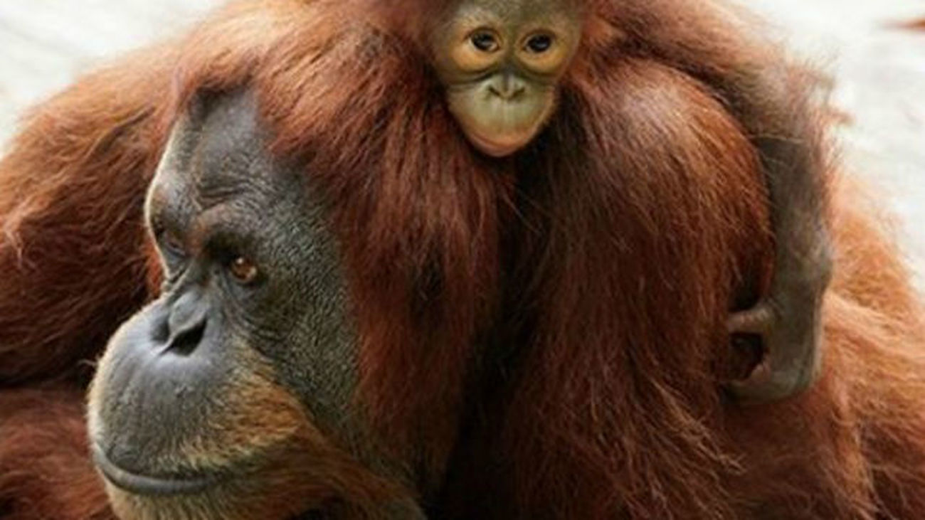 El zoo conciencia este fin de semana sobre la situación de los orangutanes