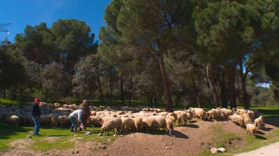 El pulmón verde de Alcobendas