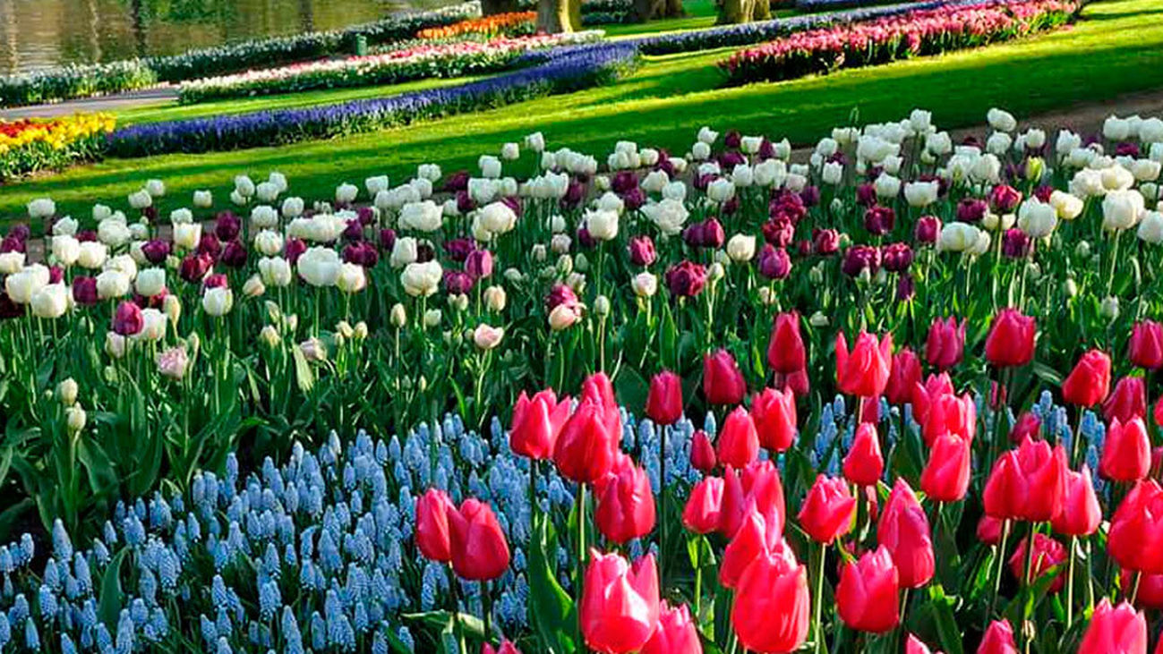 La mayor exposición de tulipanes del mundo