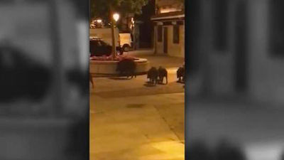Una piara de jabalíes se pasea por Torrelodones