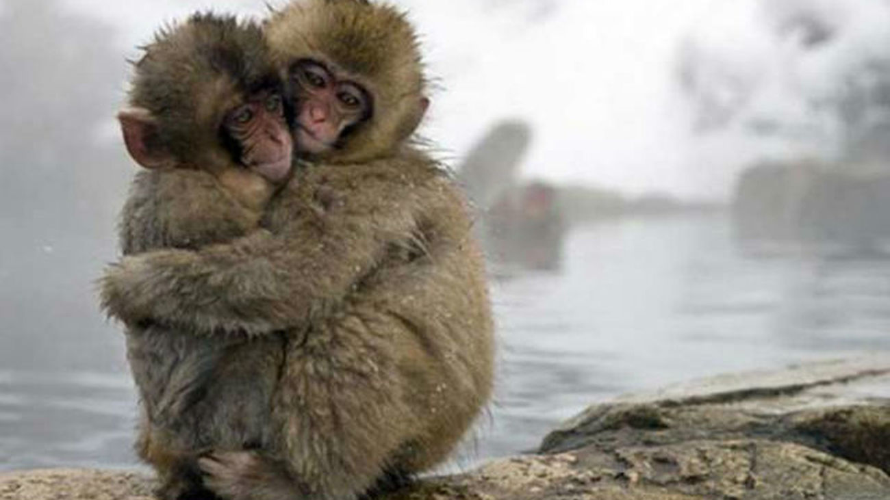 Un virus de monos similar al ébola está "listo" para saltar a los humanos