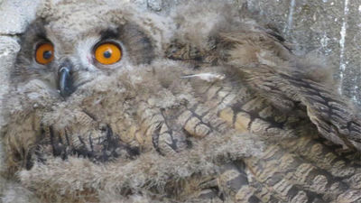 Apoyo a la recuperación de las rapaces nocturnas