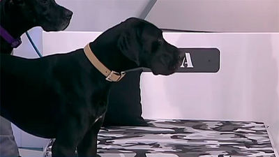 Wakkap y Elkamitas, dos iniciativas enfocadas en el hogar