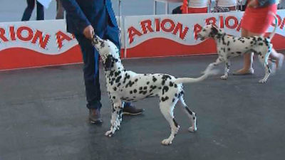 100x100 Mascota vuelve a Ifema