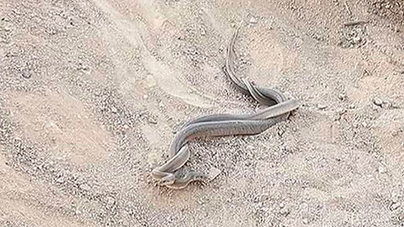 Serpientes junto al tobogán