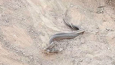 Serpientes junto al tobogán