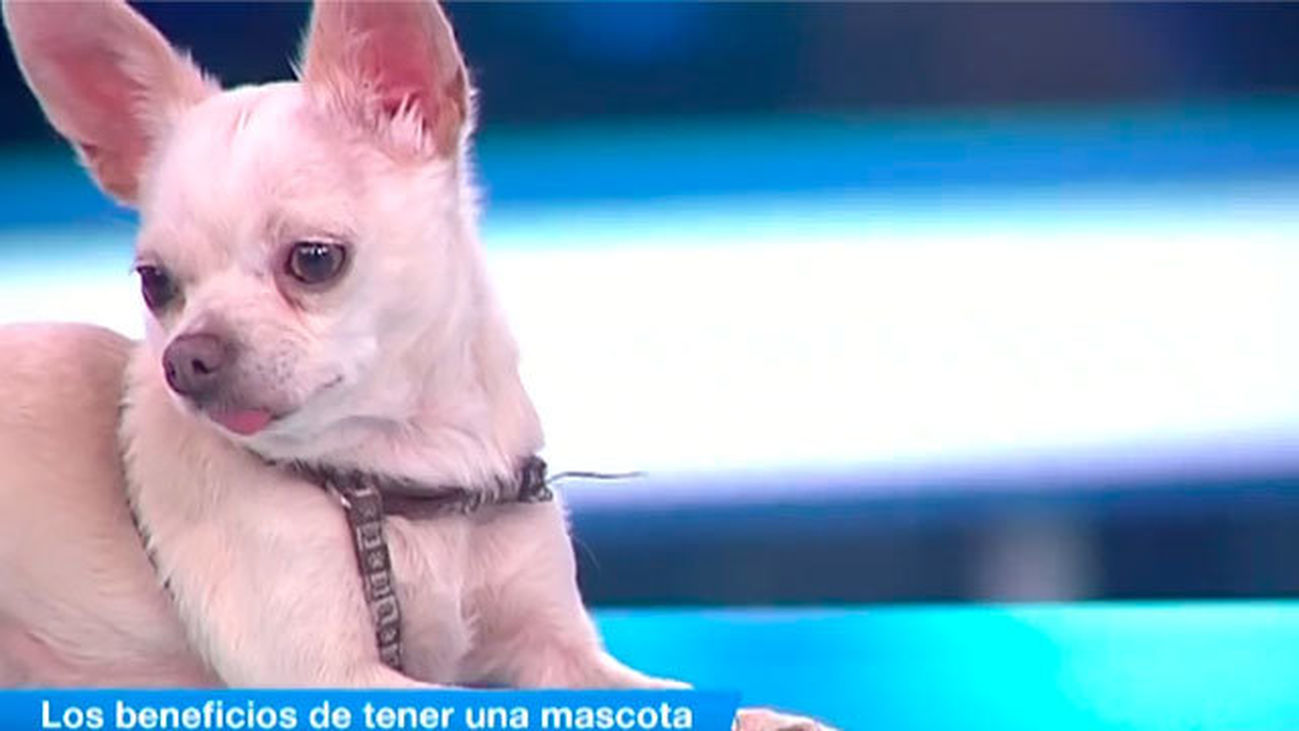 Los beneficios de tener una mascota