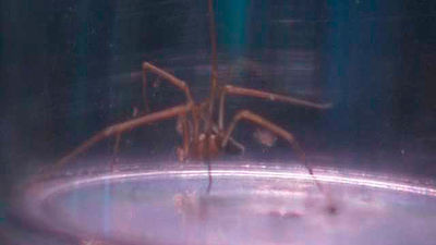 Un vecino de Puente de Vallecas encuentra en su baño una araña 'violinista'