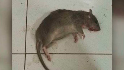 Vecinos denuncian una plaga de ratas "como conejos" en Parla