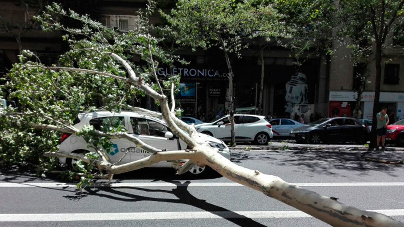 Un árbol aplasta un coche de Onda Madrid en la calle Alberto Aguilera