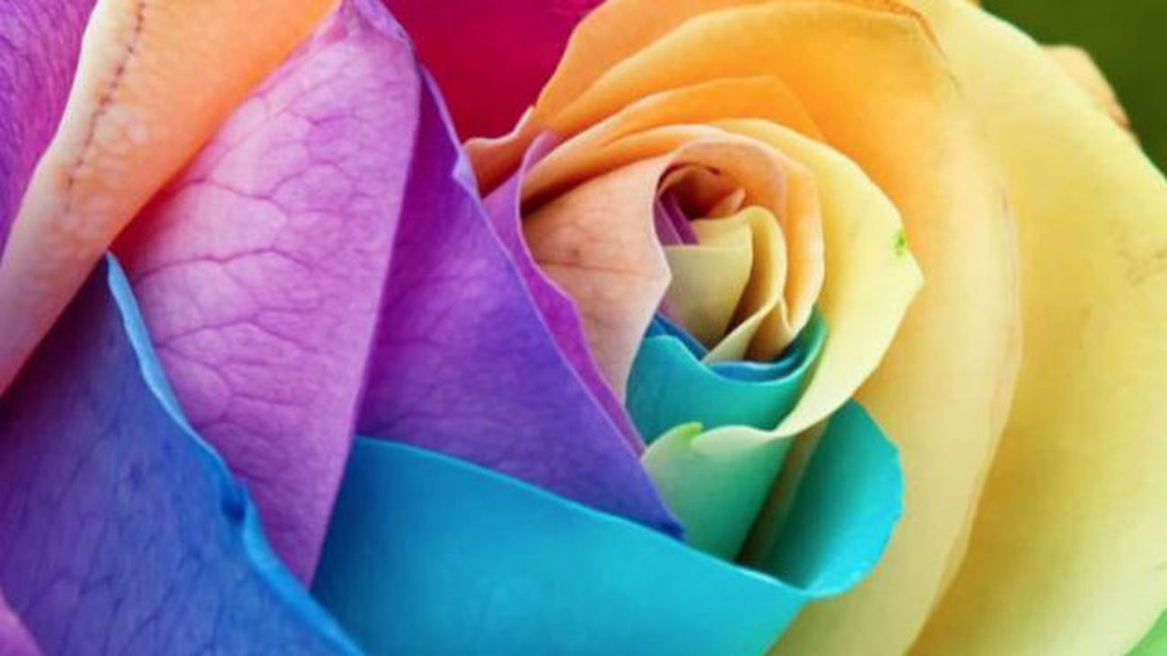 El WorldPride Madrid 2017 ya tiene su Rosa