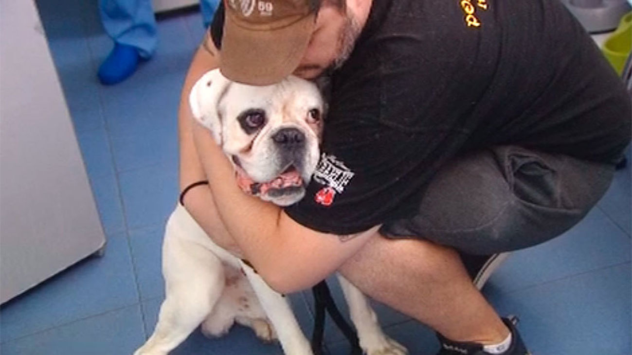 Los perros son los nuevos reyes de la casa