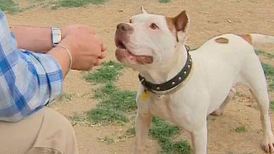 Las protectoras, en pie de guerra por la nueva ley de Protección Animal