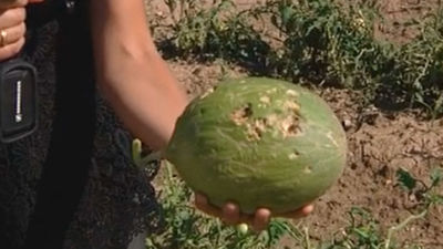 La lluvia torrencial causa la pérdida de las cosechas de Valdelaguna