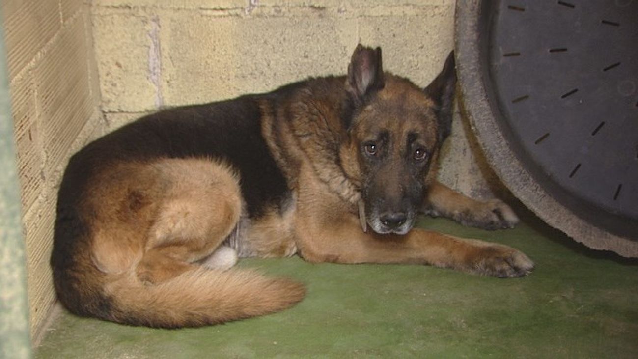 Mi perro viaja conmigo