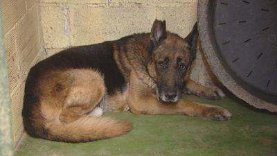 Mi perro viaja conmigo