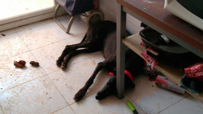 Hallan tres galgos, 20 aves y un hámster en lamentables condiciones en un piso de Usera