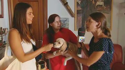 Canguros para animales durante las vacaciones