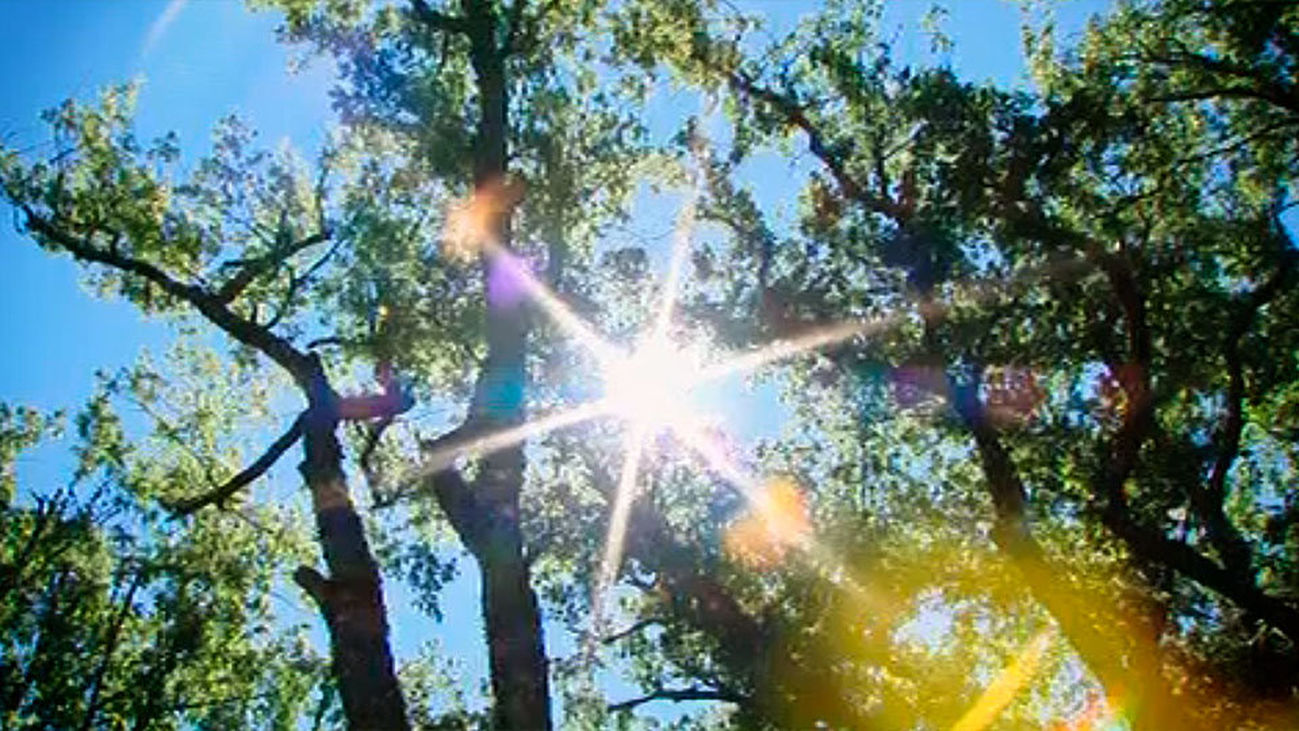 El Hayedo de Montejo, Patrimonio Natural de la Humanidad