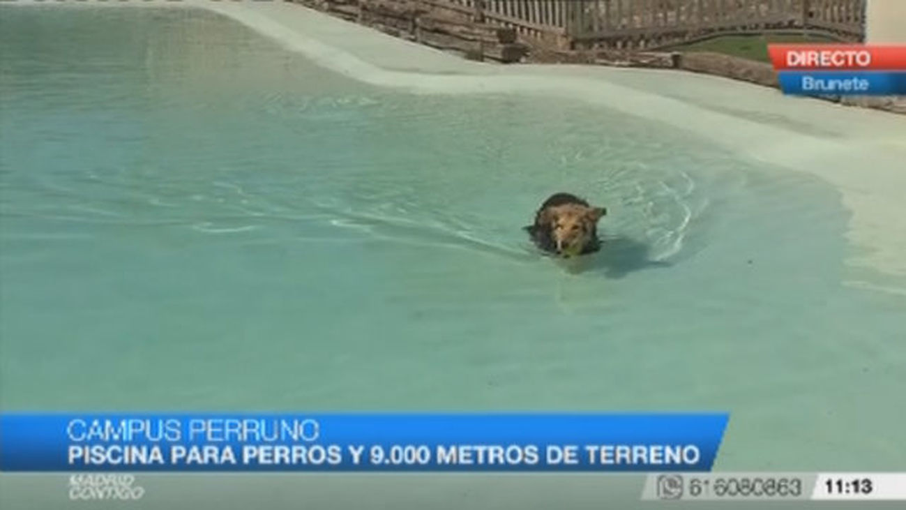 Un campamento para perros