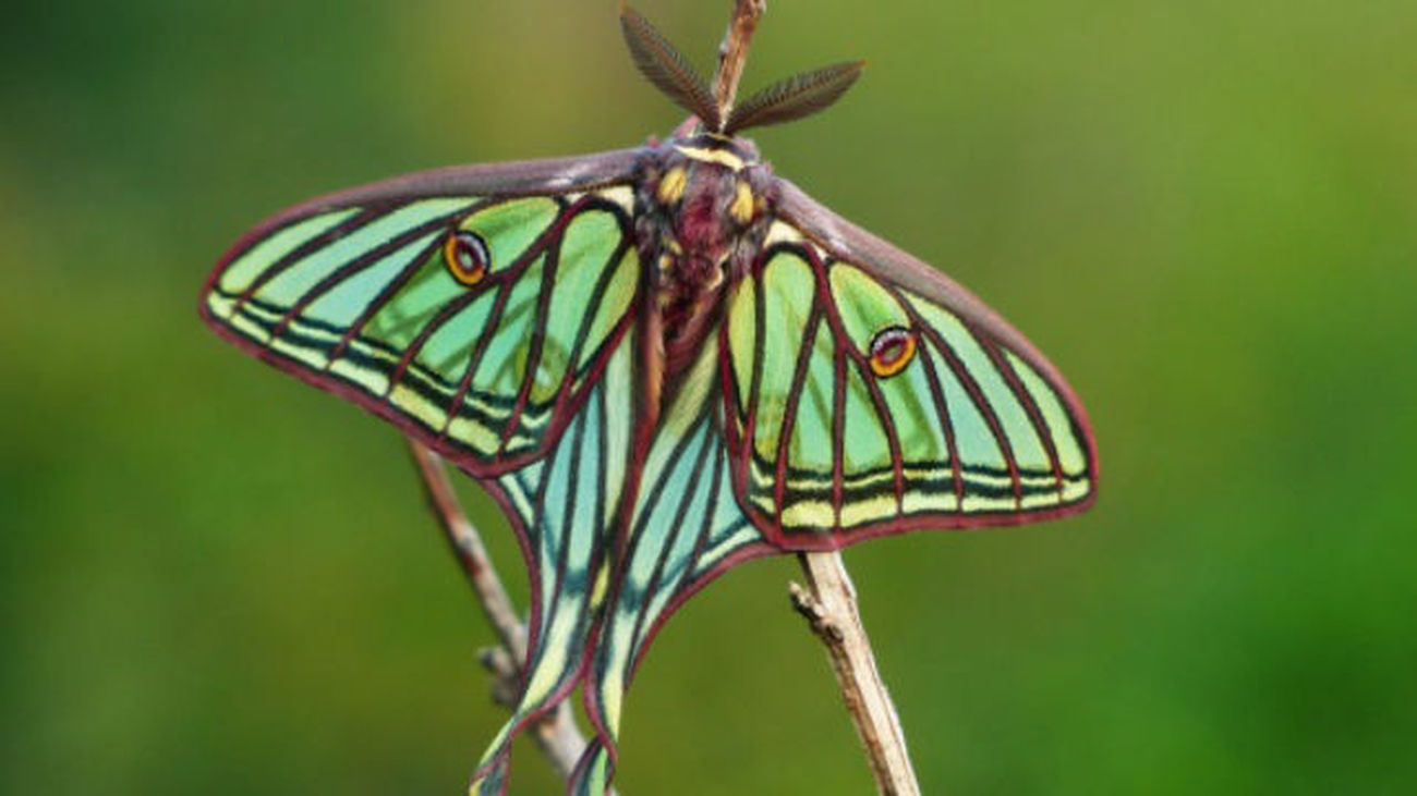Las mariposas españolas "cambian de nombre" para acercarse al público