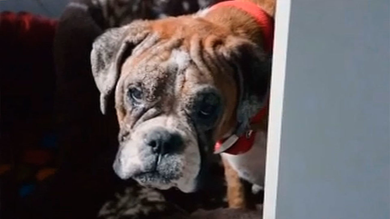 Agosto es el mes en que más animales se abandonan