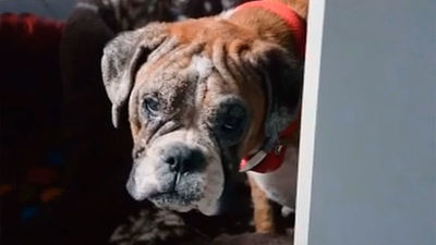 Agosto es el mes en que más animales se abandonan