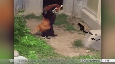 Enréd@te con Álvaro: Los videos más virales de la semana