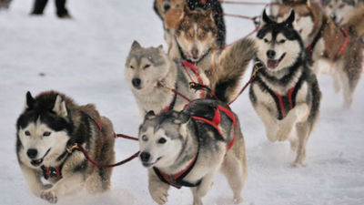 Lugares de la Antártida tendrán nombres de perros de expediciones australianas