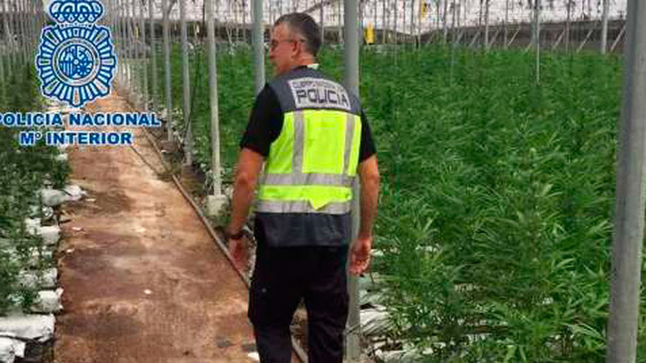 Plantación de marihuana