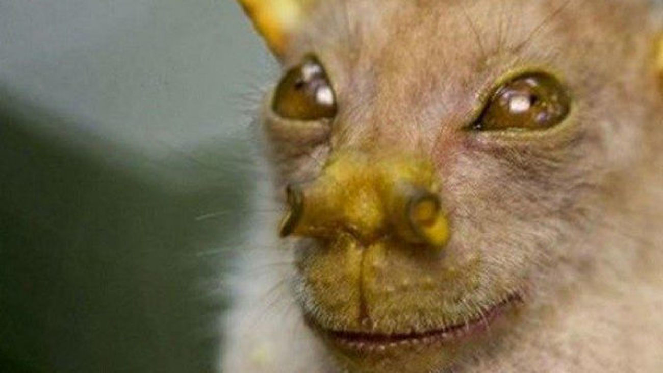El murciélago 'Yoda', catalogado como nueva especie y caracterizado  como el animal de la "sonrisa constante"