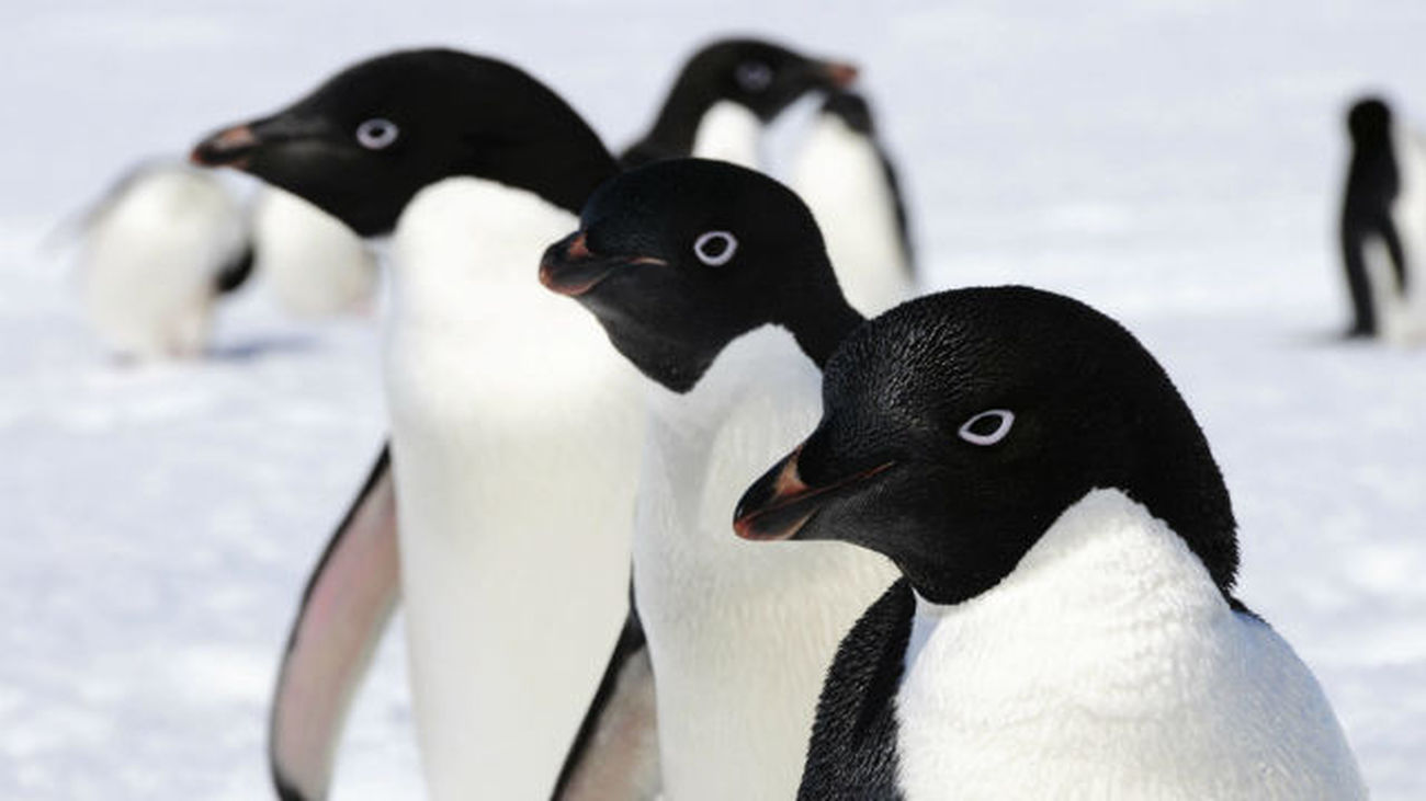 Creen que el impacto humano convierte a los pingüinos en transportadores de contaminantes
