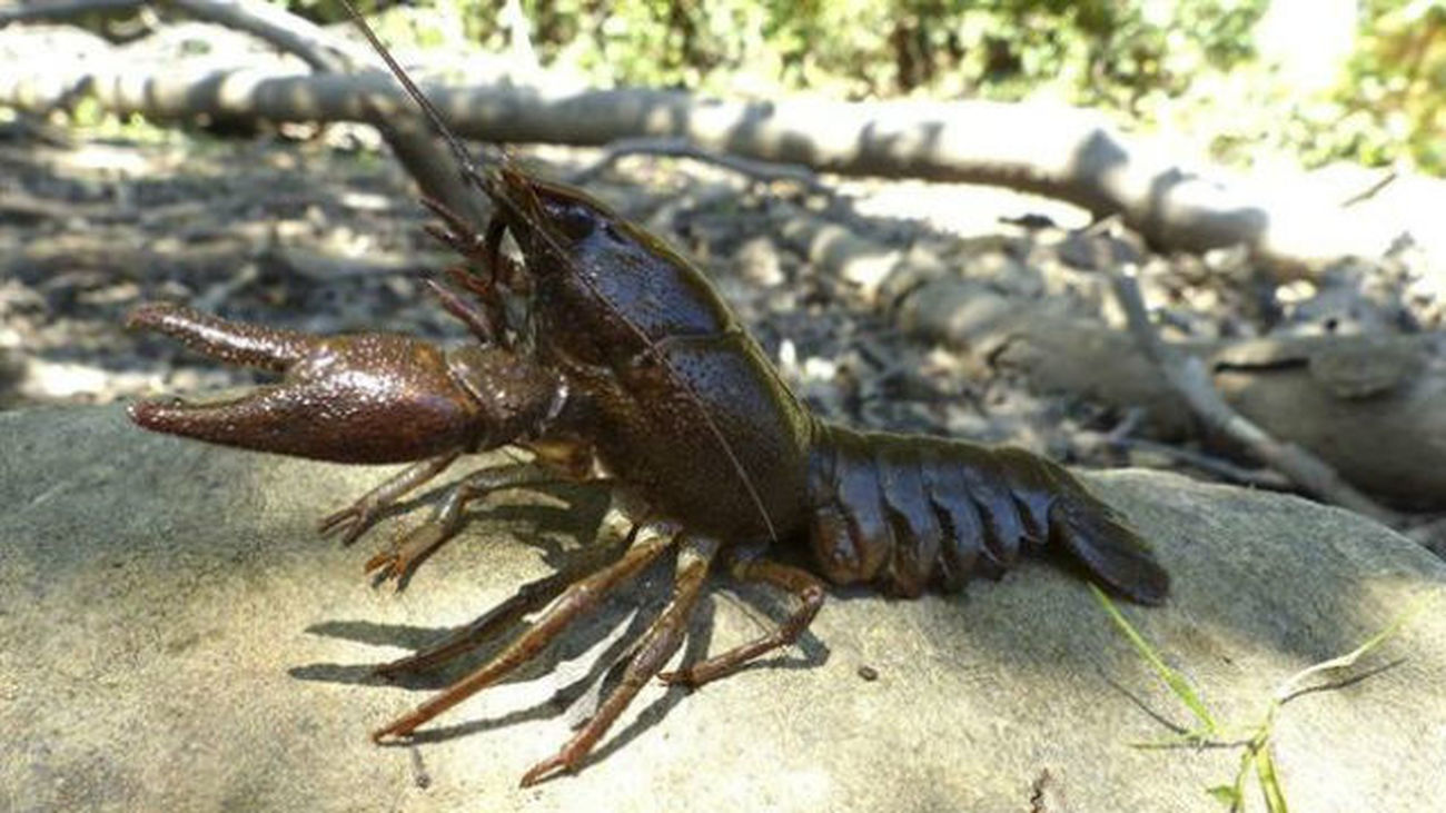 Hallado un tipo de cangrejo español resistente al mal que diezmó la especie