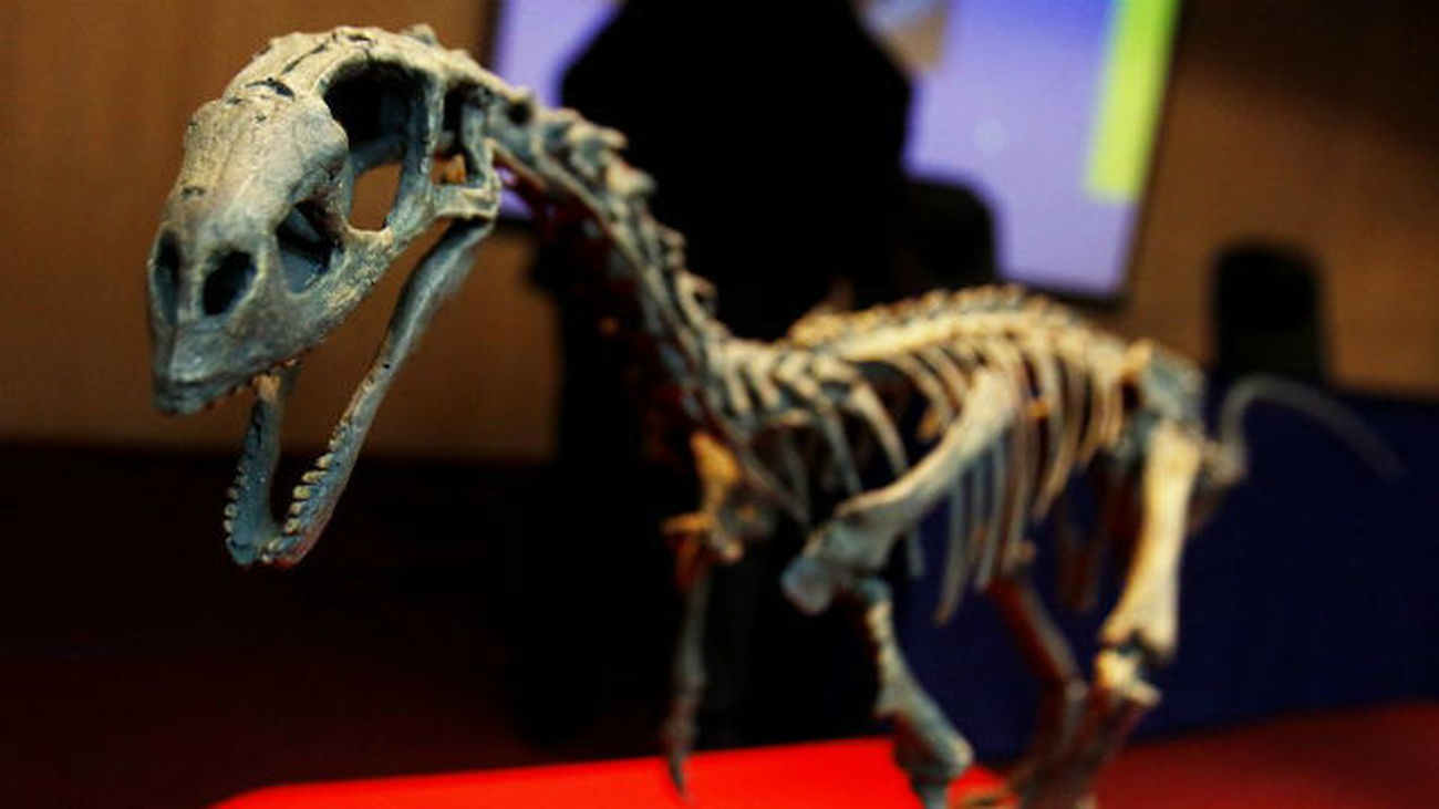 Un estudio identifica al 'Chilesaurus' como  el 'eslabón perdido' de los dinosaurios