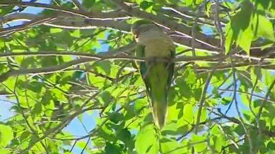 Boadilla del Monte, a la caza de cotorras argentinas