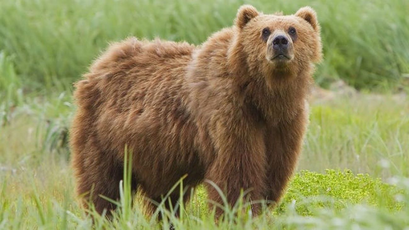 Los osos Kodiak de Alaska están abandonando sus icónicas fuentes de salmón por culpa del cambio climático