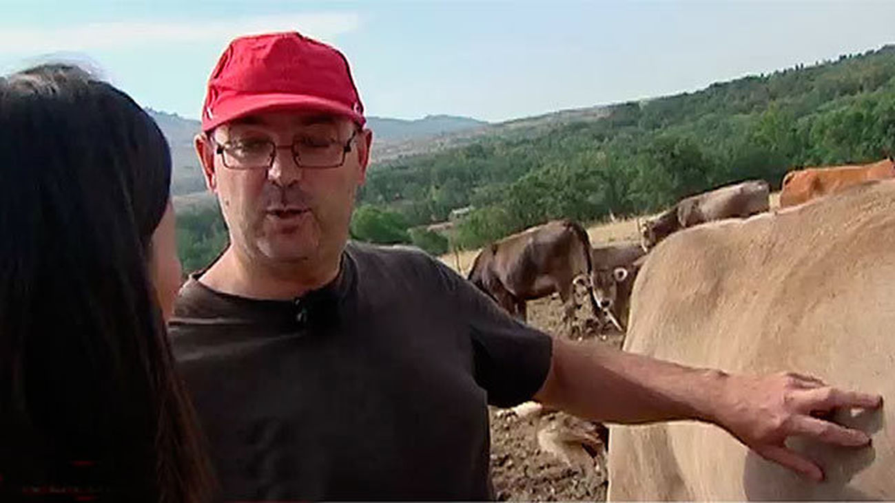 Los ganaderos de la Sierra Norte, hartos de los ataques de lobos