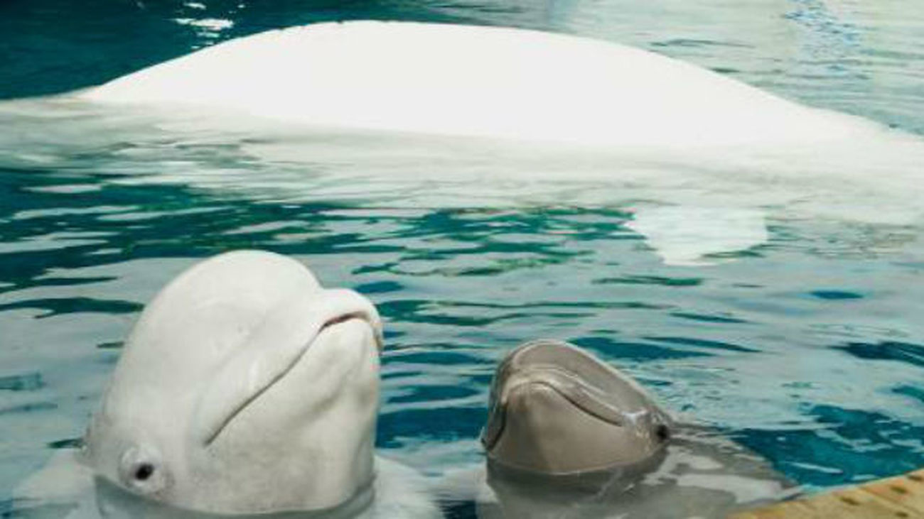 Tres belugas del Oceanogràfic de Valencia, primera familia que se puede ver en Europa