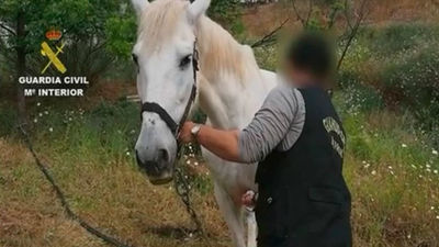 Investigadas 50 personas por maltrato a más de 300 animales en Málaga