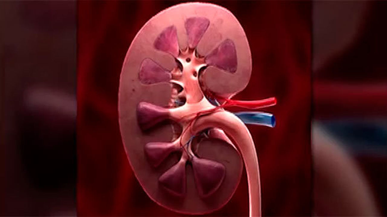 El riñón, una "máquina" de filtrado