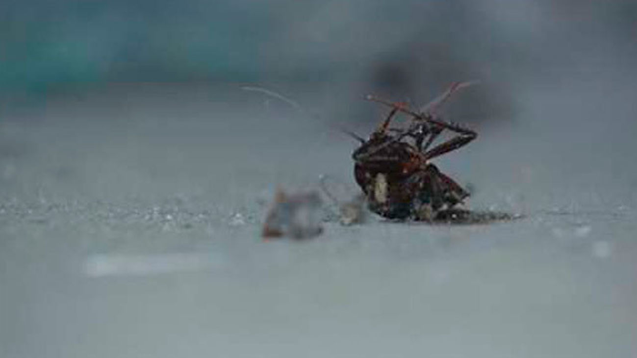 Invasión de cucarachas en Orcasitas